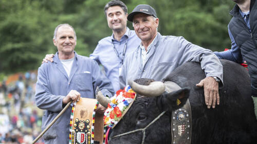 La favorite Canaille sacrée reine des reines des vaches d'Hérens