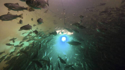 Les saumons exposés à la cocaïne nagent plus que la normale (étude)