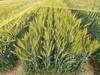 L'embargo indien sur les exportations fait bondir le prix du blé