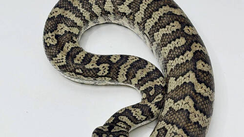 Un python de 3 mètres "égaré" dans une forêt de Winterthour (ZH)