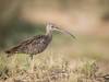 Deux espèces d'oiseaux nicheurs sur cinq menacées en Suisse