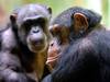 Grande capacité des chimpanzés pour les vocalisations complexes