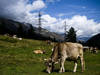 Un cas de vache folle atypique en Suisse