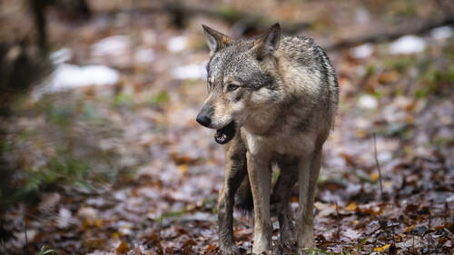 Les loups pourraient être abattus plus facilement