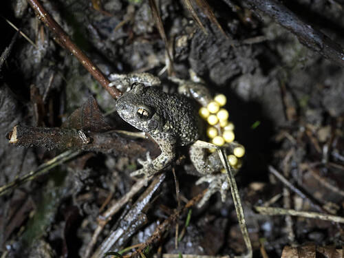 Des scientifiques calculent l'étang parfait pour les amphibiens