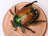 Le scarabée japonais repéré dans le Haut-Valais
