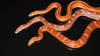 Un seul gène définit les motifs de la peau du serpent des blés