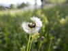 La haute saison des pollens est avancée cette année