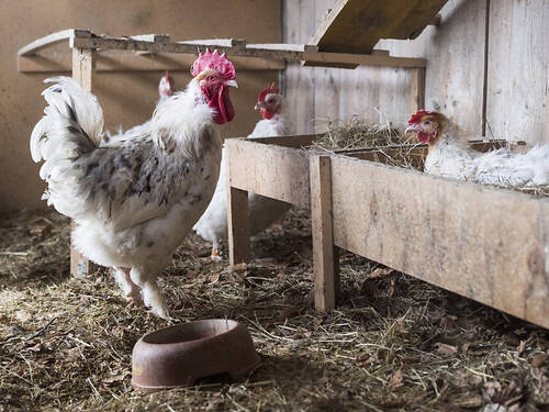 Une campagne pour veiller au bien-être des poules