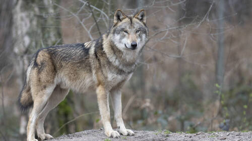 Nombre d'autorisations de tirs préventifs du loup en forte hausse