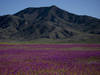Des pluies inhabituelles font fleurir le désert aride d'Atacama