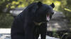 Un ours force à l'annulation de vols au Japon