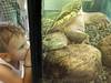 Vaud: une troisième tortue hargneuse en moins de trois mois
