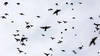 Les premiers oiseaux migrateurs sont de retour en Suisse