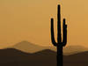 Arizona: cactus géant bicentenaire arraché par de fortes pluies