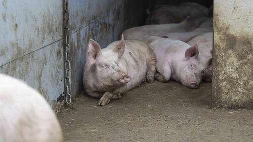 Maladie pulmonaire chez les porcs: abattages de 20 cheptels