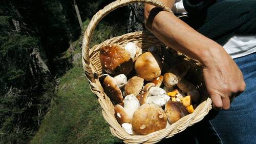 Champignons: plus de cueilleurs, mais moins de points de contrôle