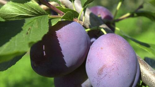 Les fruiticulteurs s'attendent à une bonne récolte de pruneaux