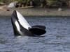 L'orque en difficulté dans la Seine va être euthanasiée