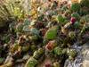 Cactus envahissants: la commune de Fully préoccupée