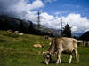 Des analyses ADN révèlent l'histoire liée des Suisses et des vaches