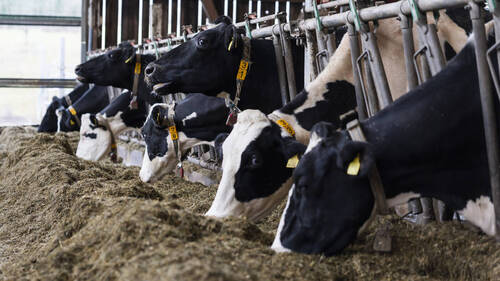 Mercosur: gauche et agriculteurs monteront au créneau