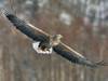 Norvège: un aigle attaque un bébé avant d'être abattu