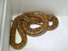 Un serpent des blés de 1,5 mètre capturé par la police à Coire