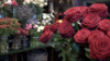 Roses fleuriste
