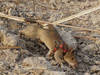 Cambodge: mort du rat détecteur de mines, un héros national