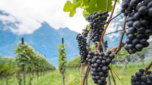 Le pinot noir actuel était déjà cultivé en France au Moyen-Age