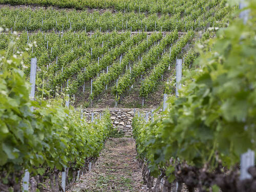 La station d'essais de Leytron planche sur la viticulture de demain