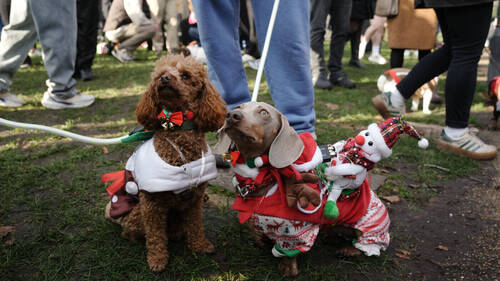 A Londres, un défilé canin vole la vedette au père Noël