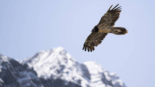 Trente gypaètes barbus ont pris leur envol en Suisse en 2026