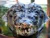 Les restes d'un Australien disparu retrouvés dans un crocodile