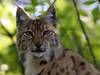 Deux jeunes lynx mâles relâchés dans le massif du Jura