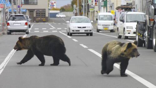 Japon: après les attaques d'ours, leur viande dans des restaurants