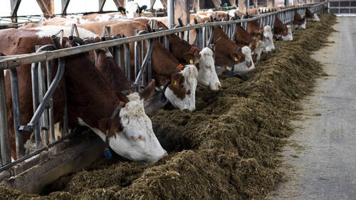 Le nombre de vaches laitières et de porcs a baissé en Suisse