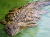 Plus de 70 crocodiles s'échappent d'une ferme d'élevage en Chine