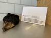Contrebande: Suisse pincé à la douane avec un trophée d'ours noir