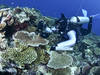 91% de la Grande Barrière de corail a subi un "blanchissement"