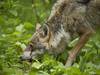 Un loup tué en Valais par les gardes-faunes