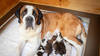 Seize chiots Saint-Bernard ont vu le jour à la Fondation Barry
