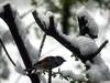 81 espèces d'oiseaux recensées par Birdlife en Suisse en 4 jours