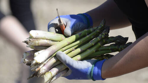 La saison des récoltes d'asperges suisses a commencé