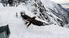 Les aigles royaux deviennent meilleurs en vol au fil des ans