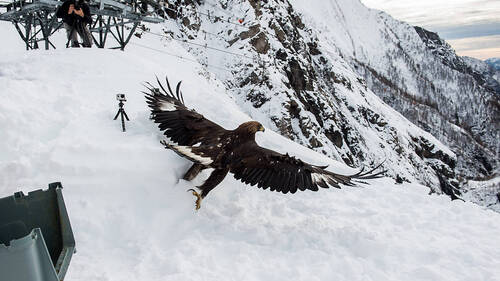 Les aigles royaux deviennent meilleurs en vol au fil des ans