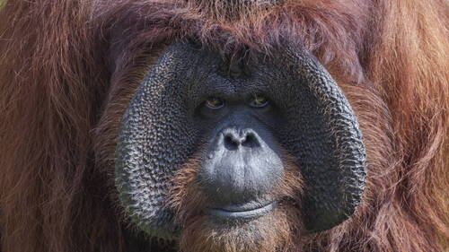 Madrid: naissance d'un orang-outan de Bornéo