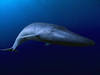 Les baleines bleues absorberaient des millions de microplastiques