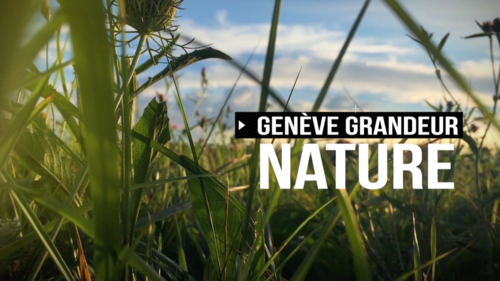 Genève Grandeur Nature